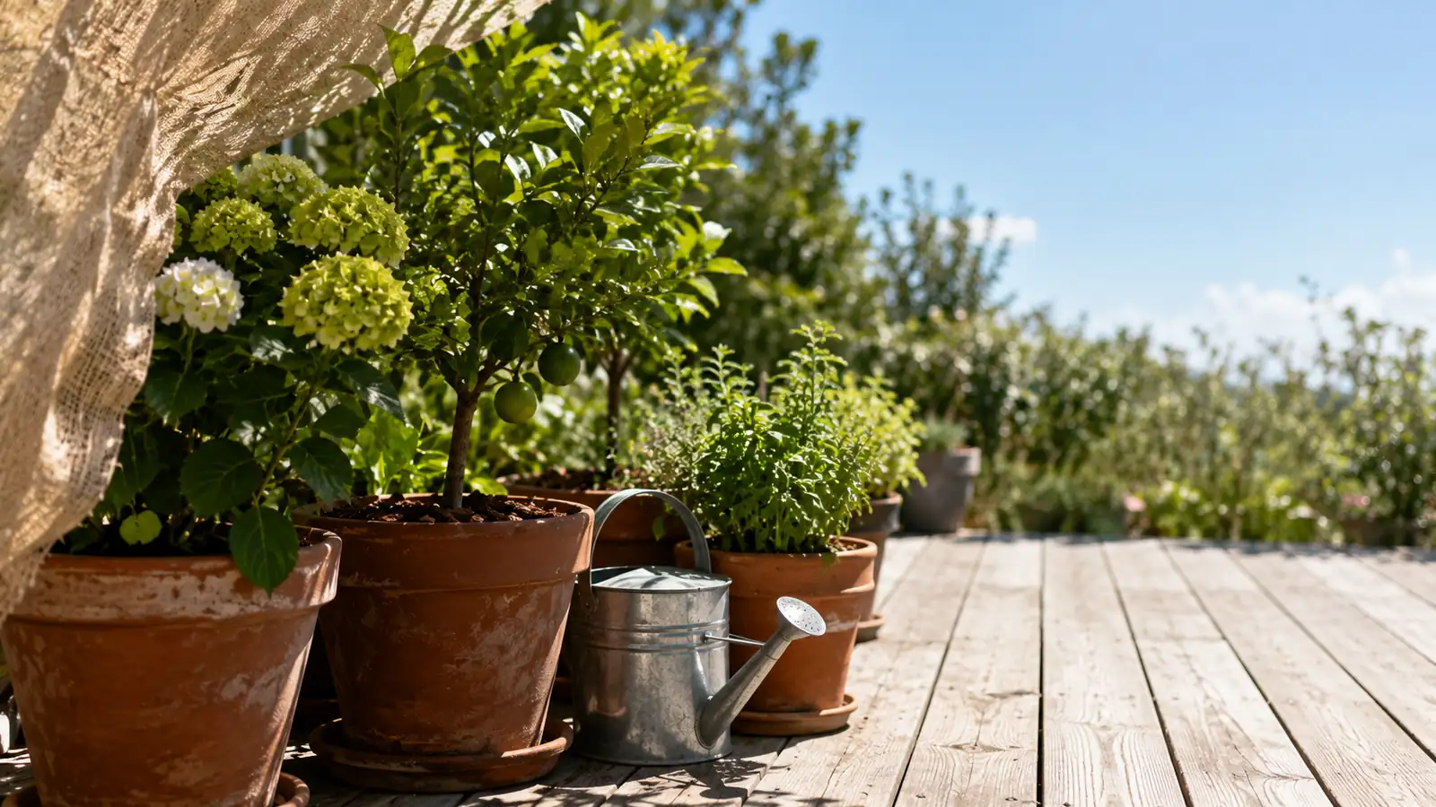 Terracotta pots of flowering and fruiting plants on a sunlit deck, shaded under a draped cloth with a watering can beside them — protecting potted and outdoor plants during a heat wave.