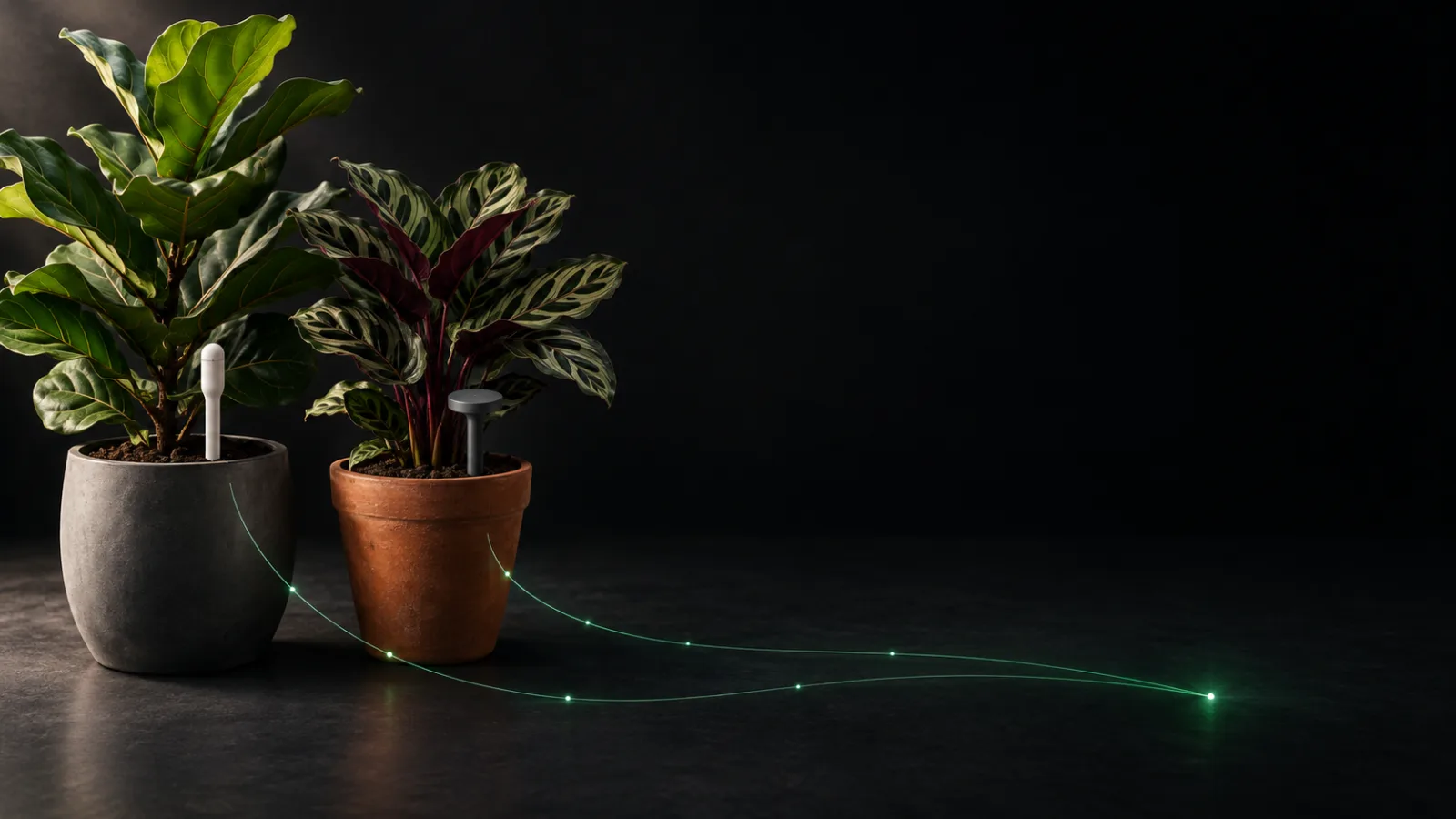 A fiddle-leaf fig and a calathea in neighbouring pots on a dark studio floor, each with a different soil sensor, two faint green lines of light running from the pots to a single point - comparing plant sensors and where their readings go.